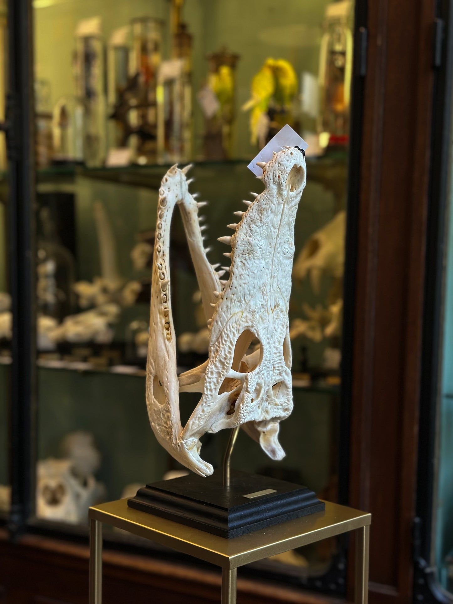 Siamese crocodile skull