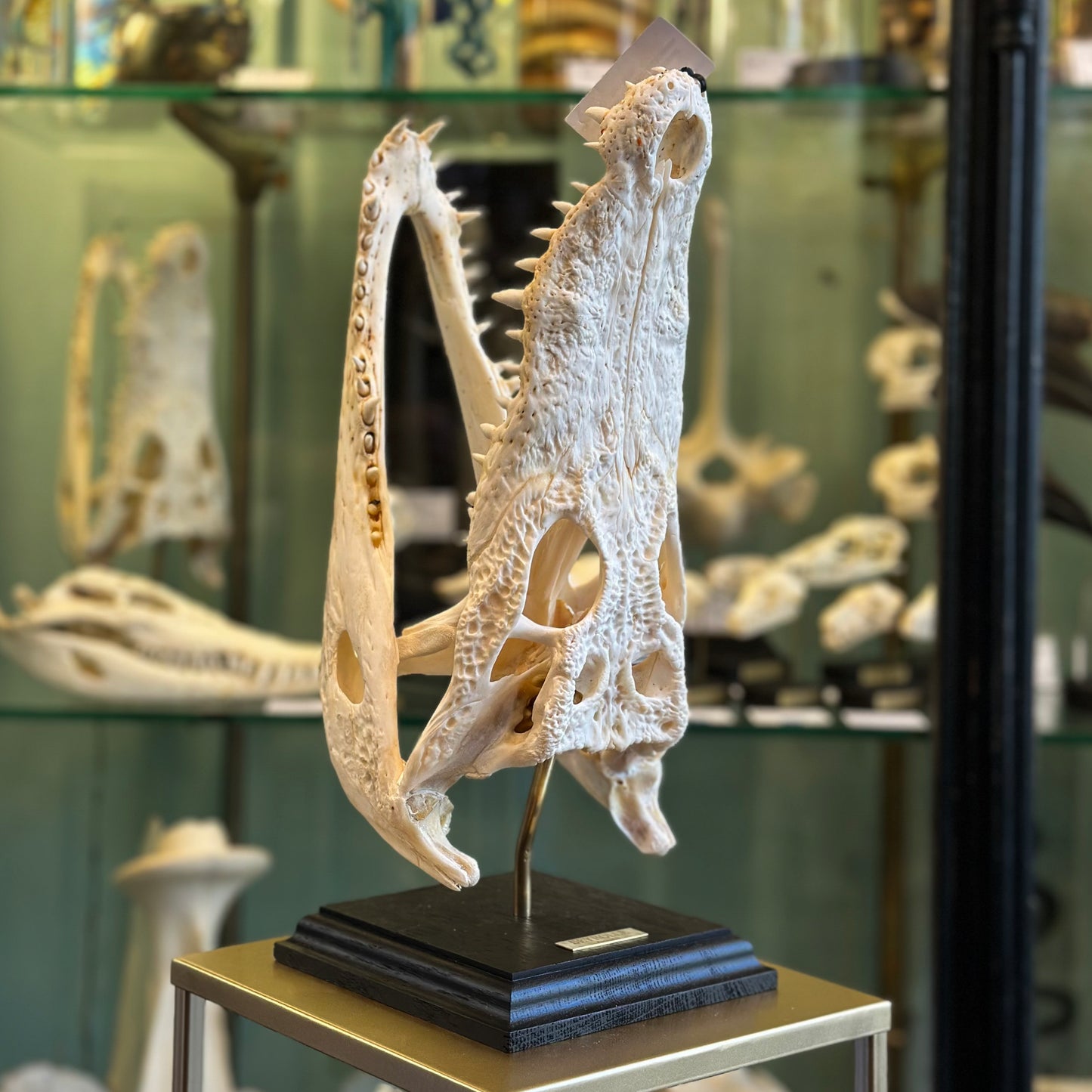 Siamese crocodile skull