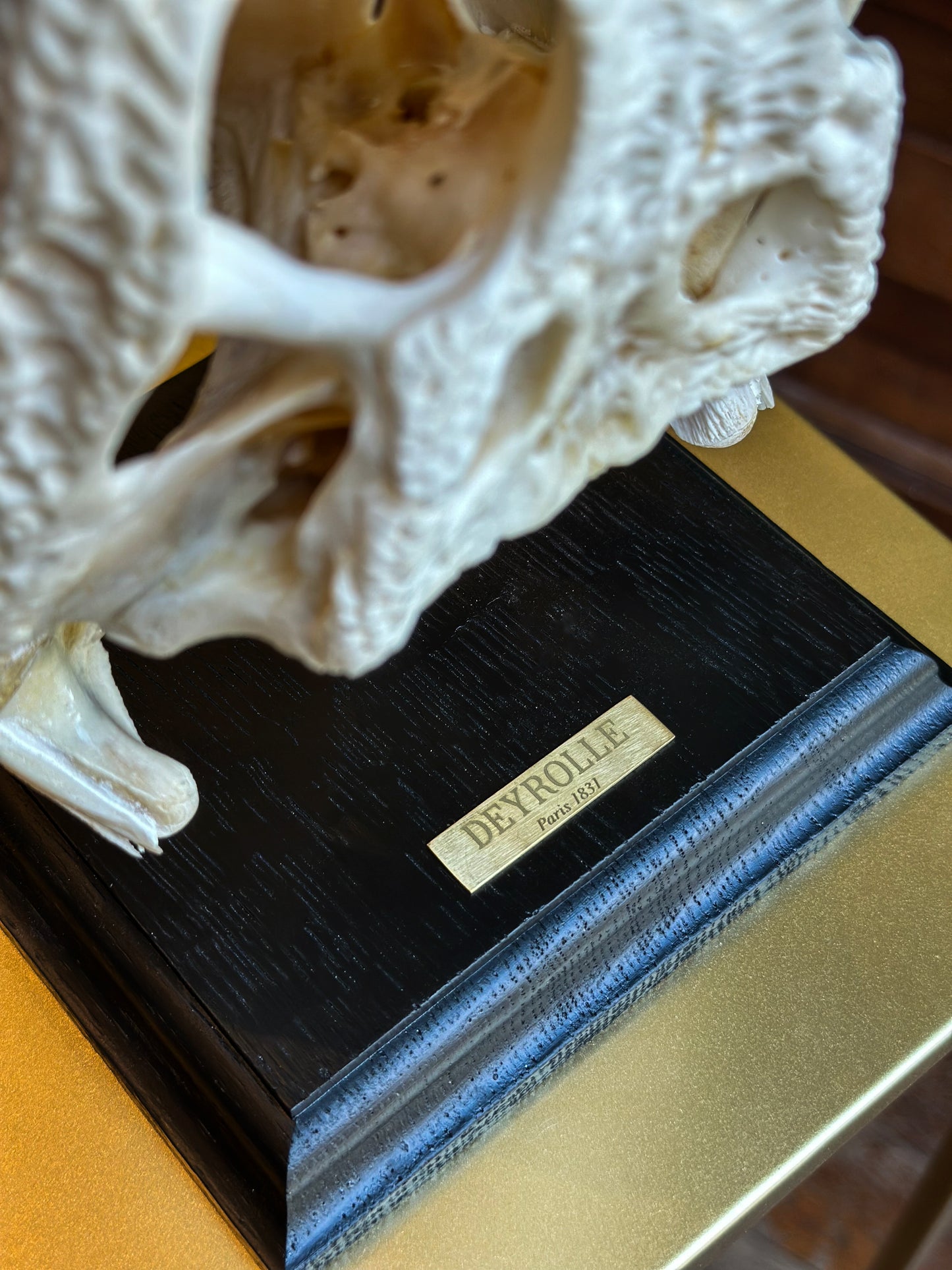 Siamese crocodile skull