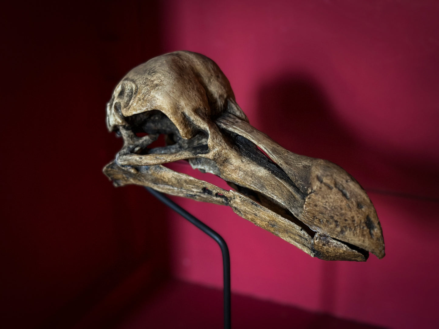 Dodo Skull