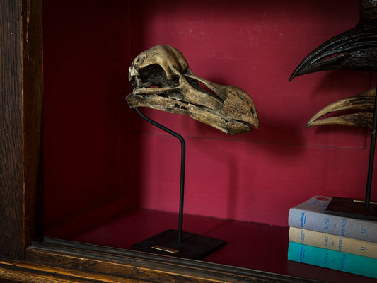 Dodo Skull
