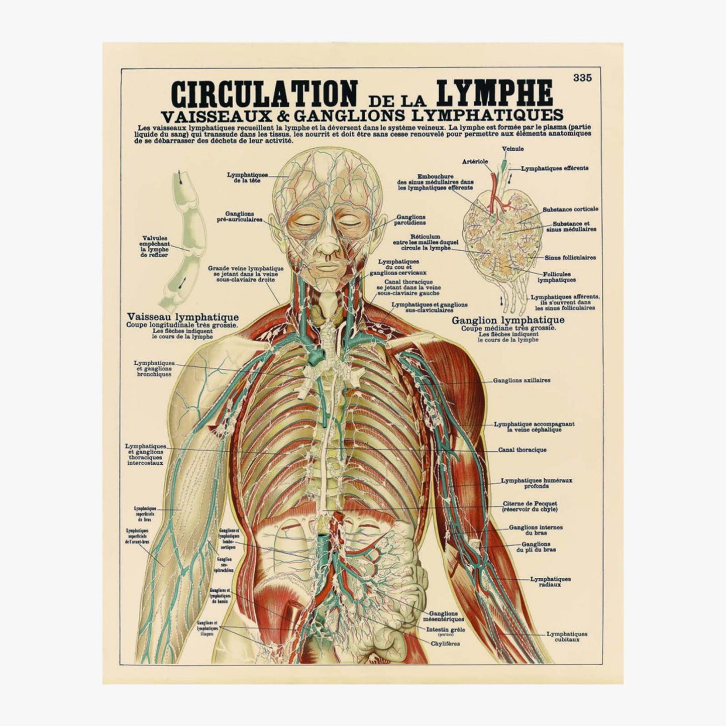 Circulation de la lymphe