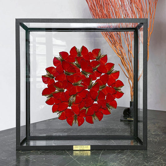 Cymothoe sangaris round composition