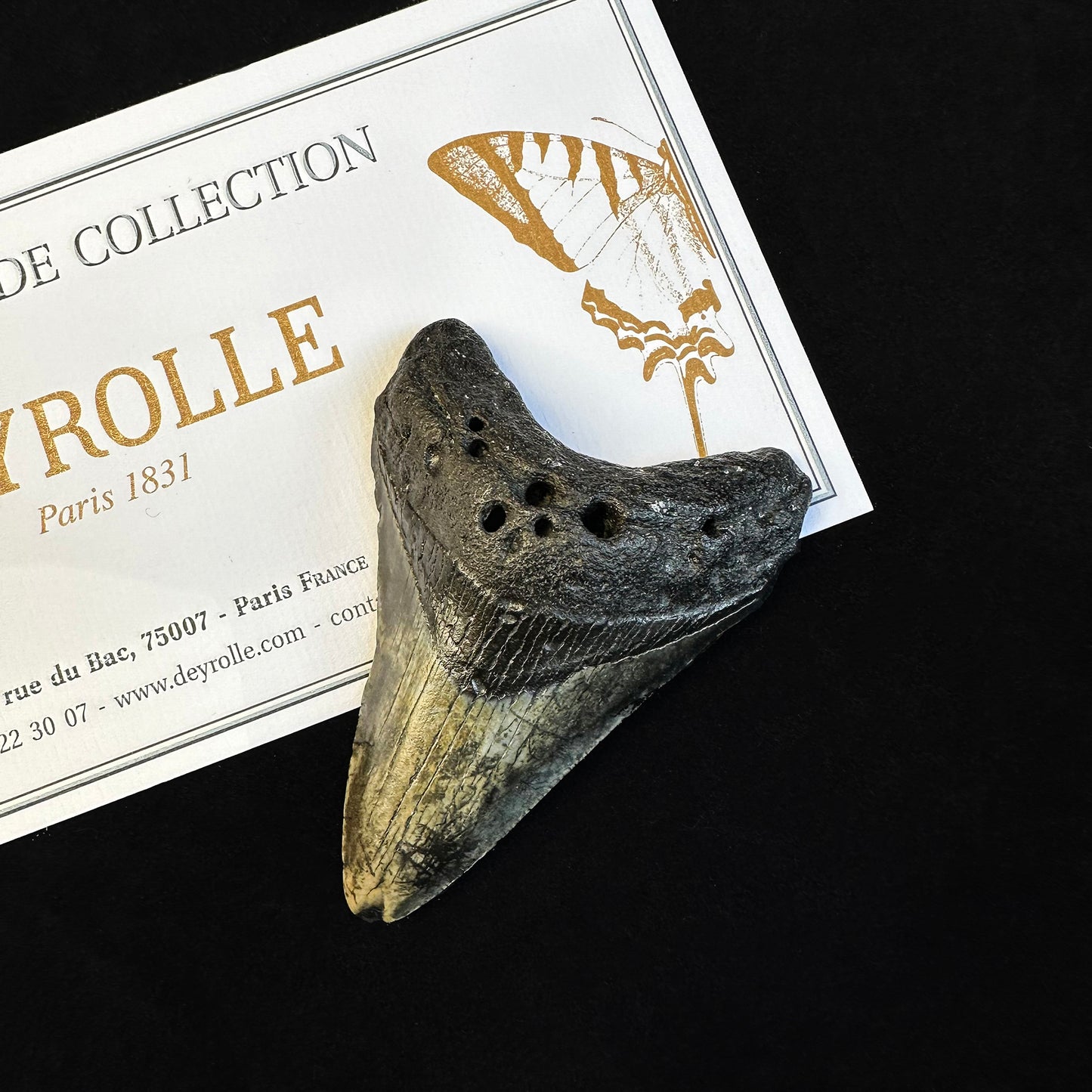 Megalodon Tooth