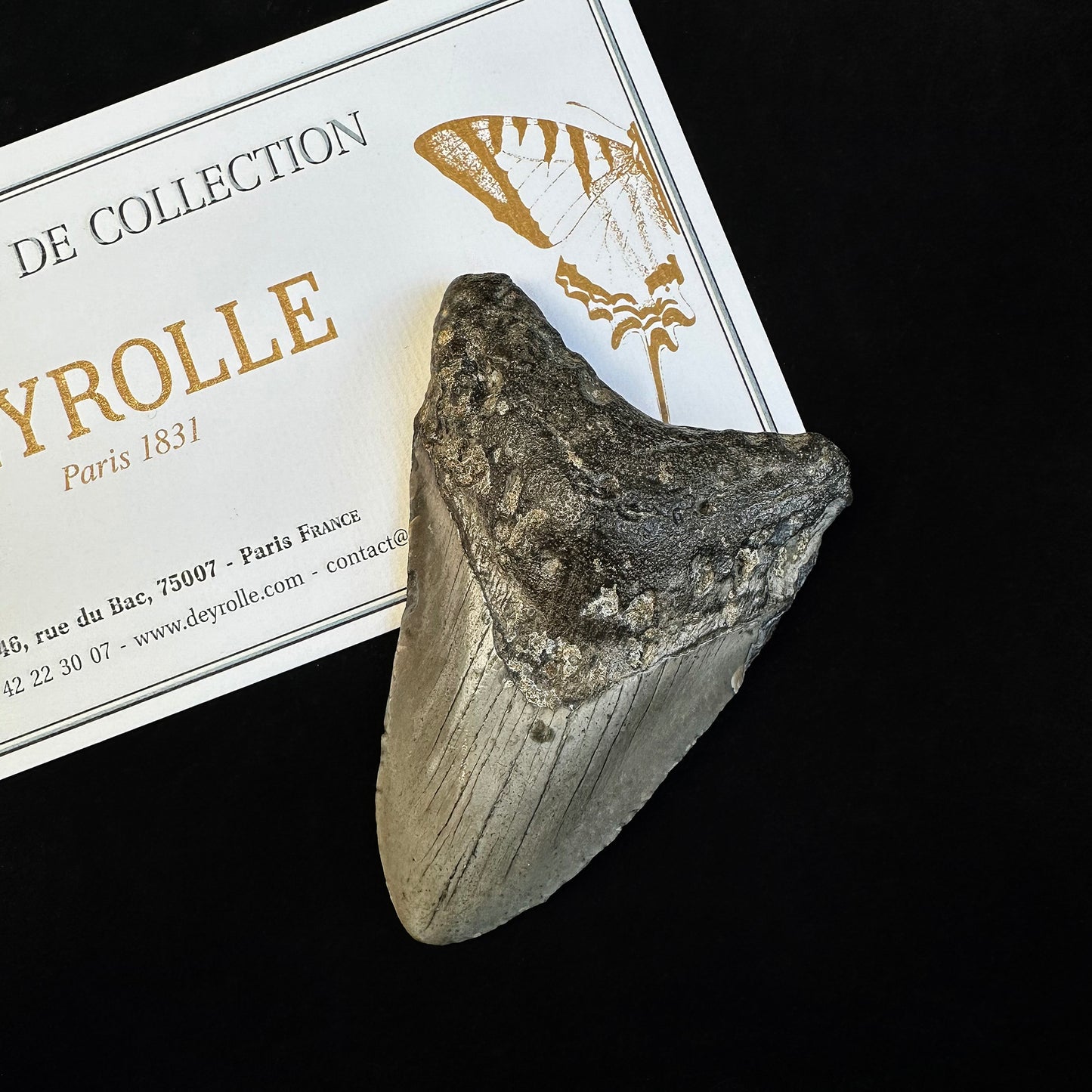Megalodon Tooth