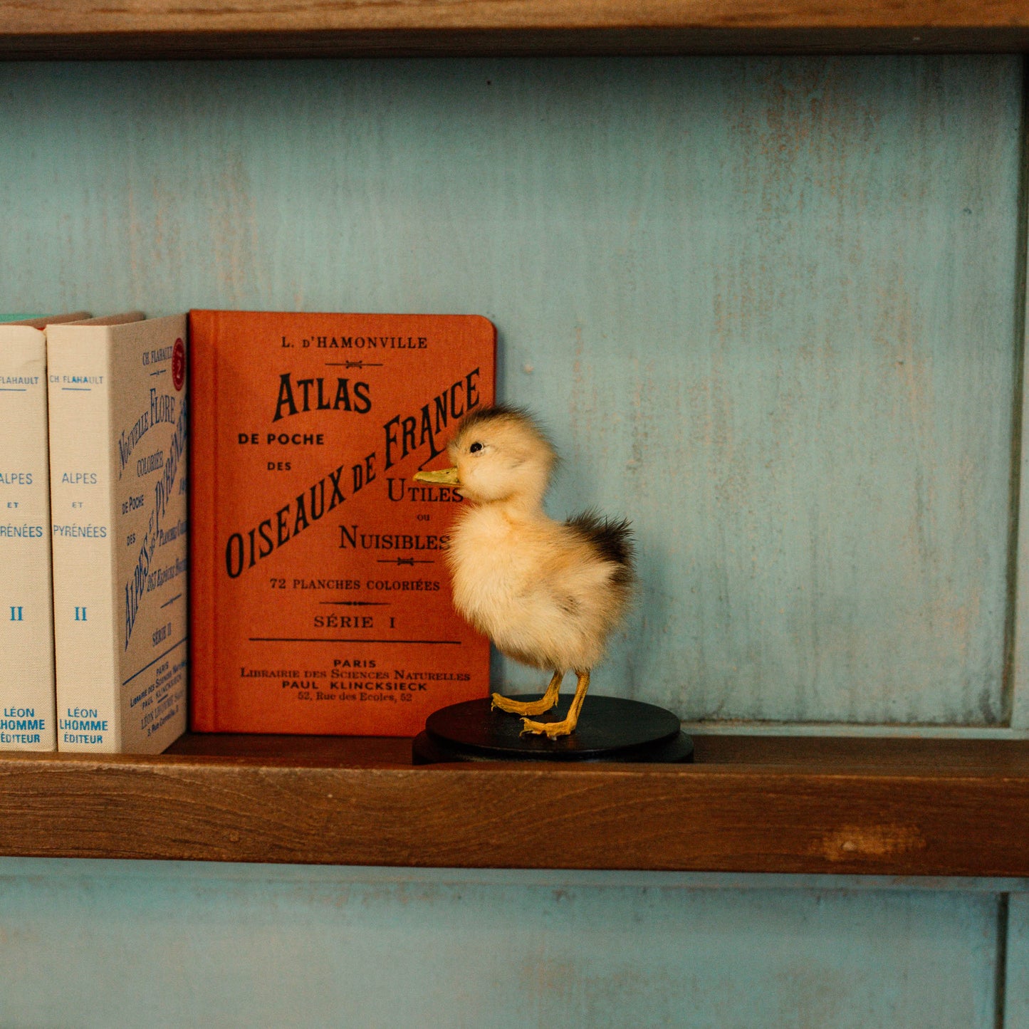 Duckling
