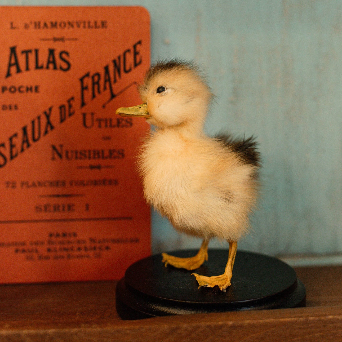 Duckling