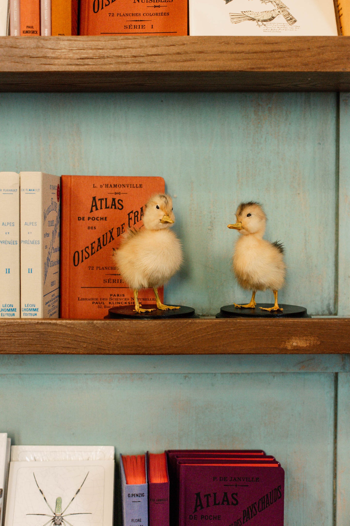 Duckling