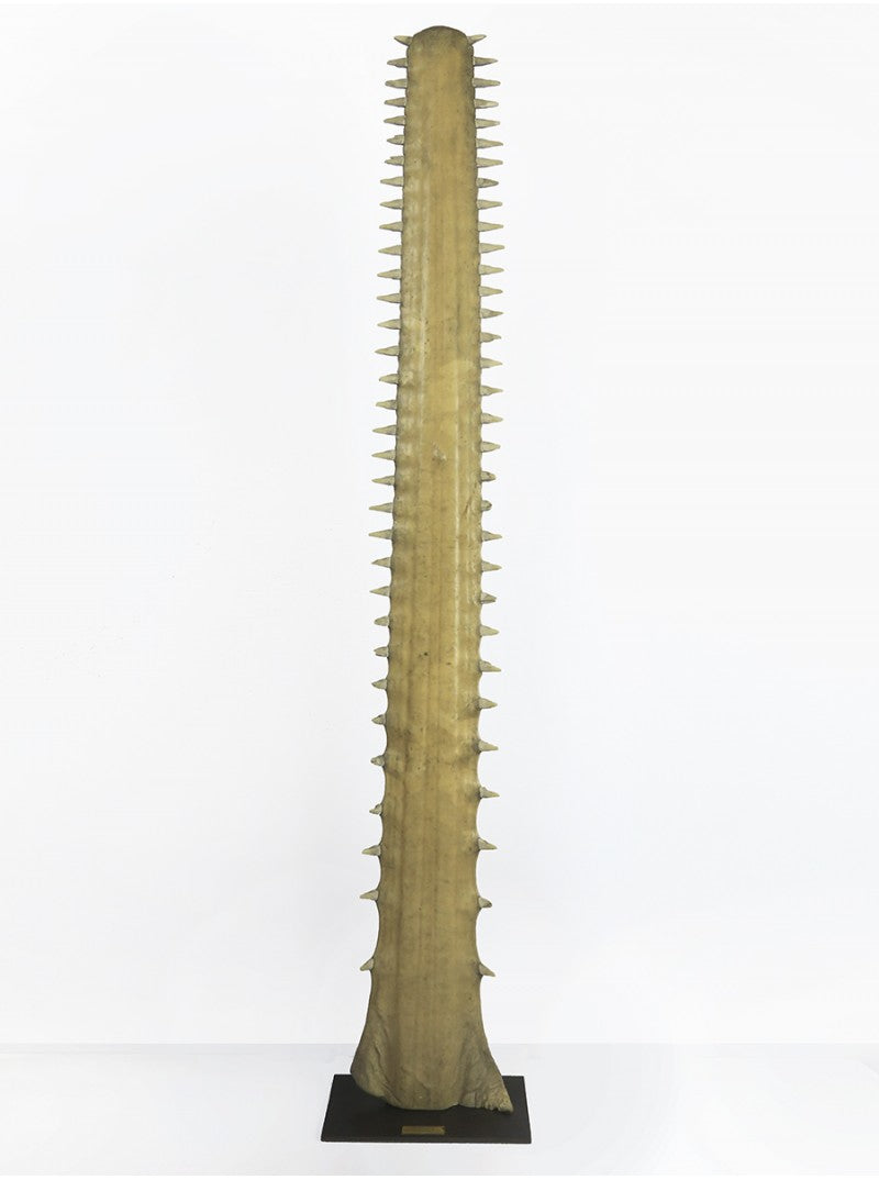 Sawfish rostrum on base
