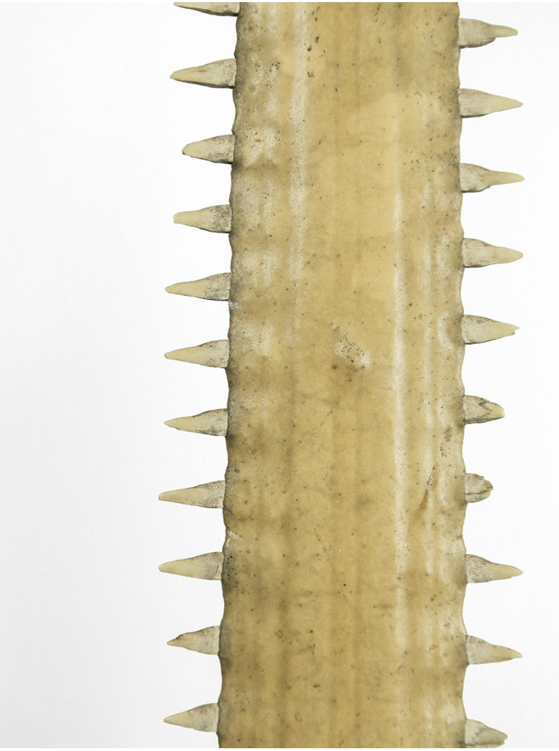 Sawfish rostrum on base