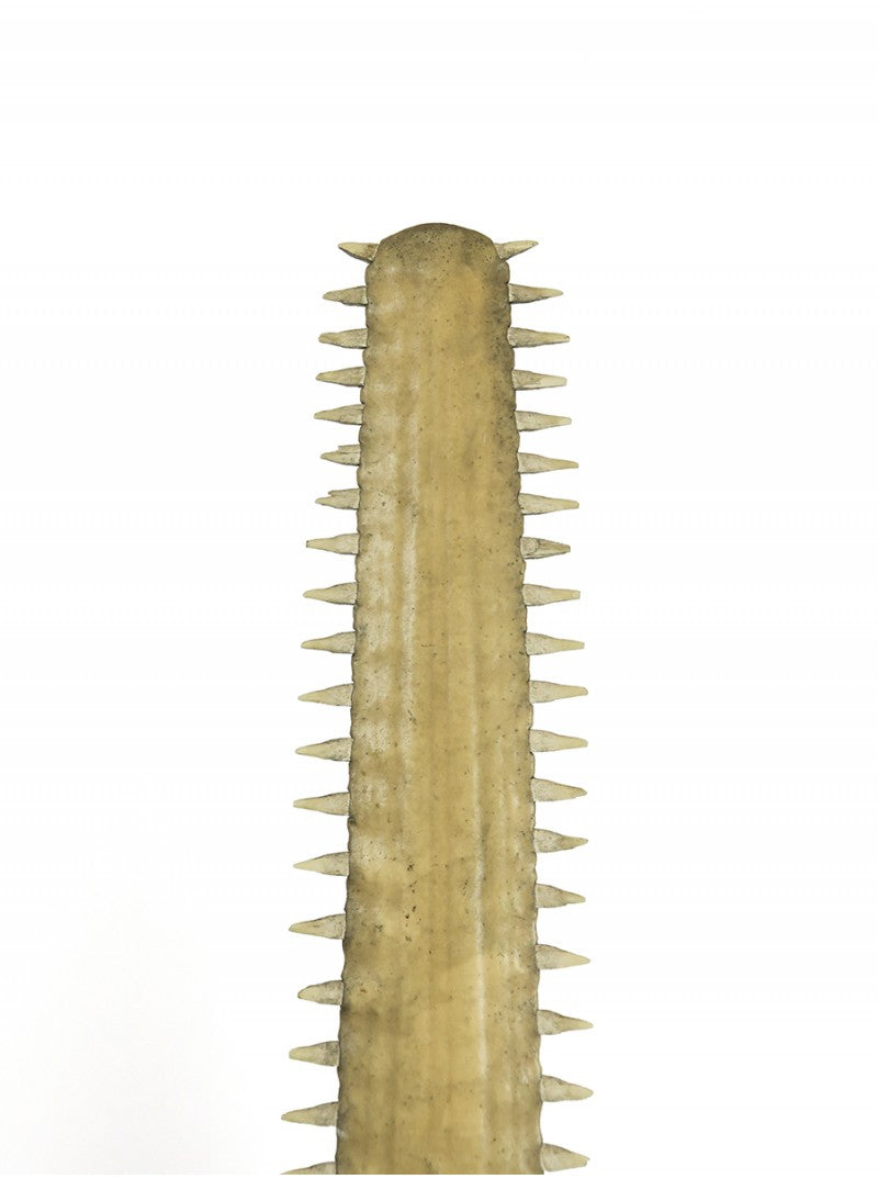 Sawfish rostrum on base