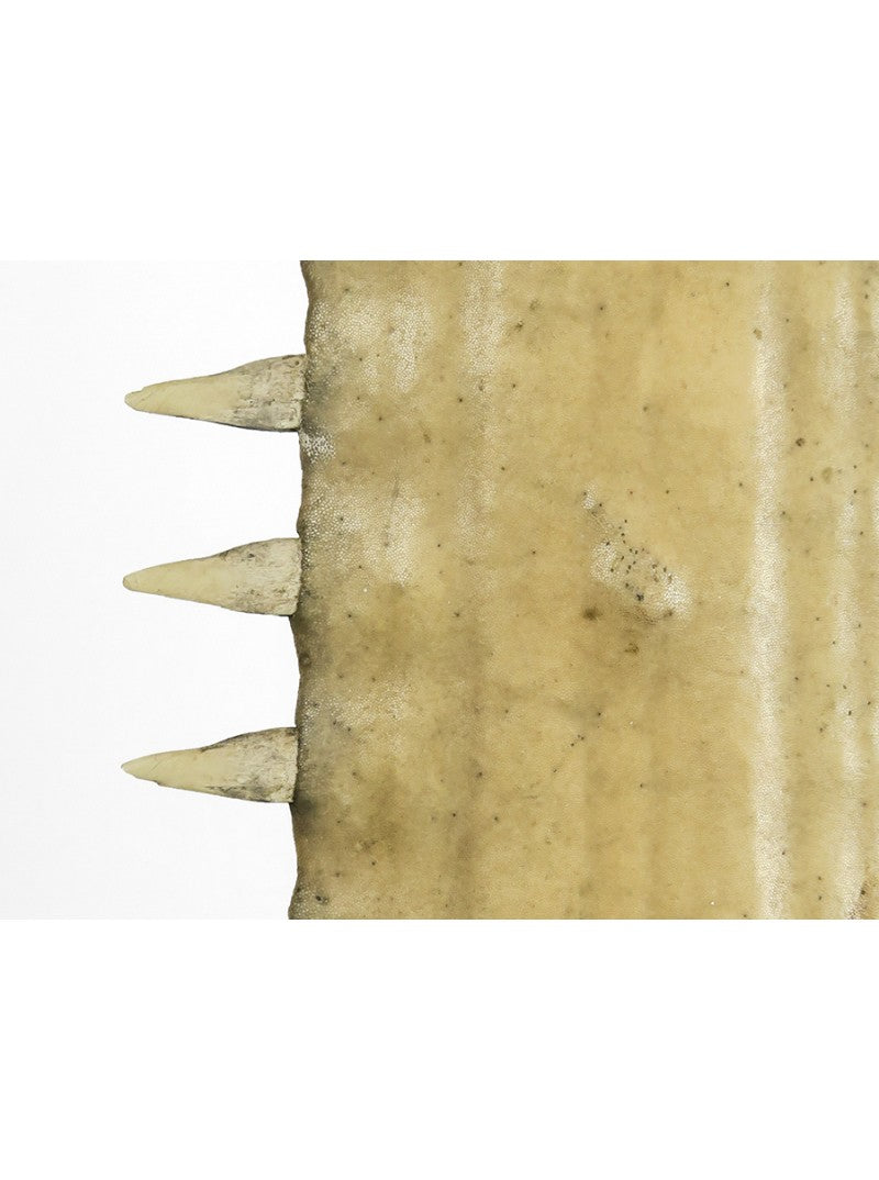 Sawfish rostrum on base