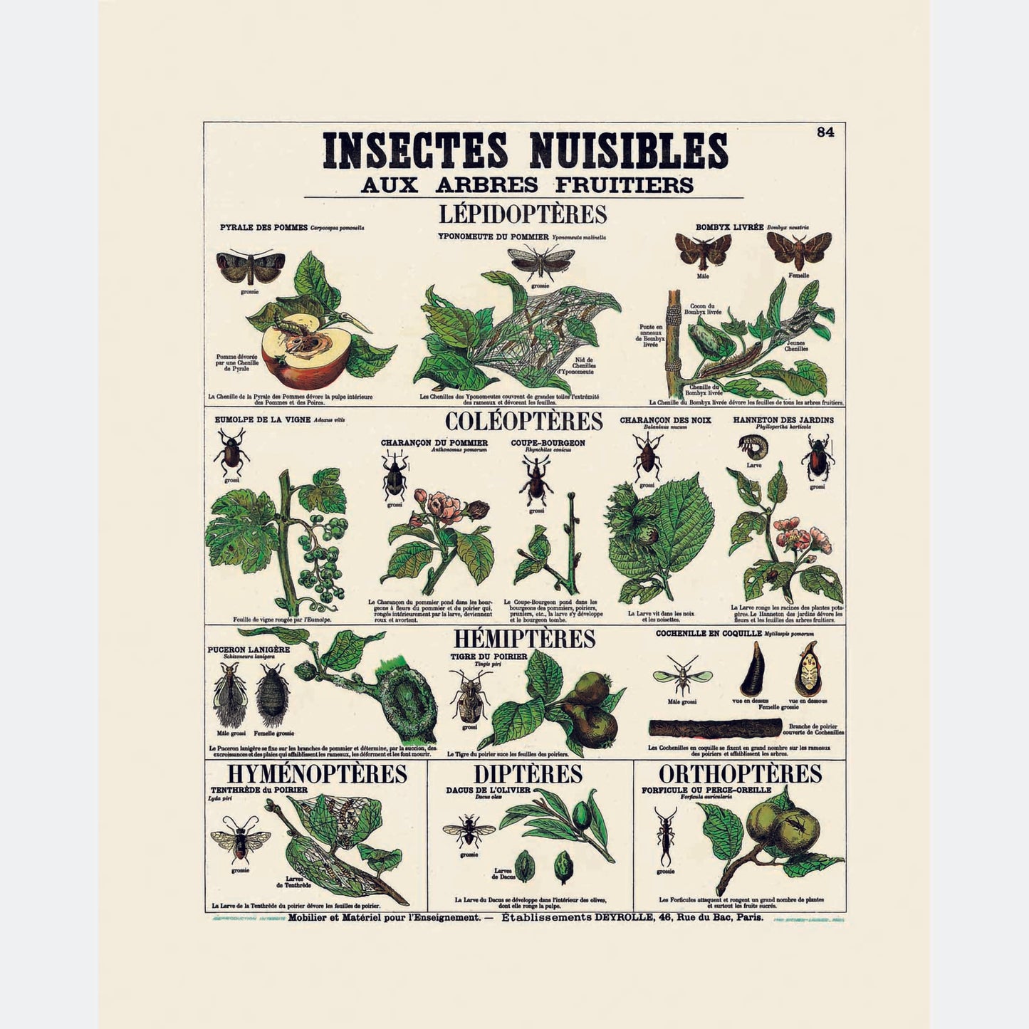 Insectes Nuisibles