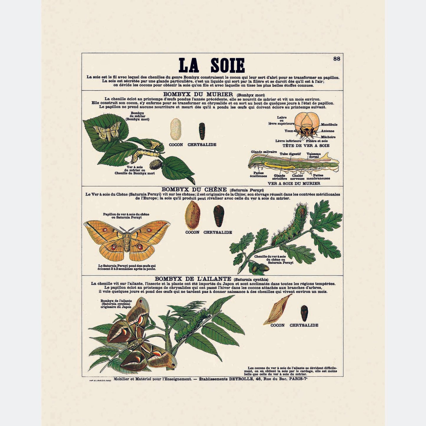 La soie