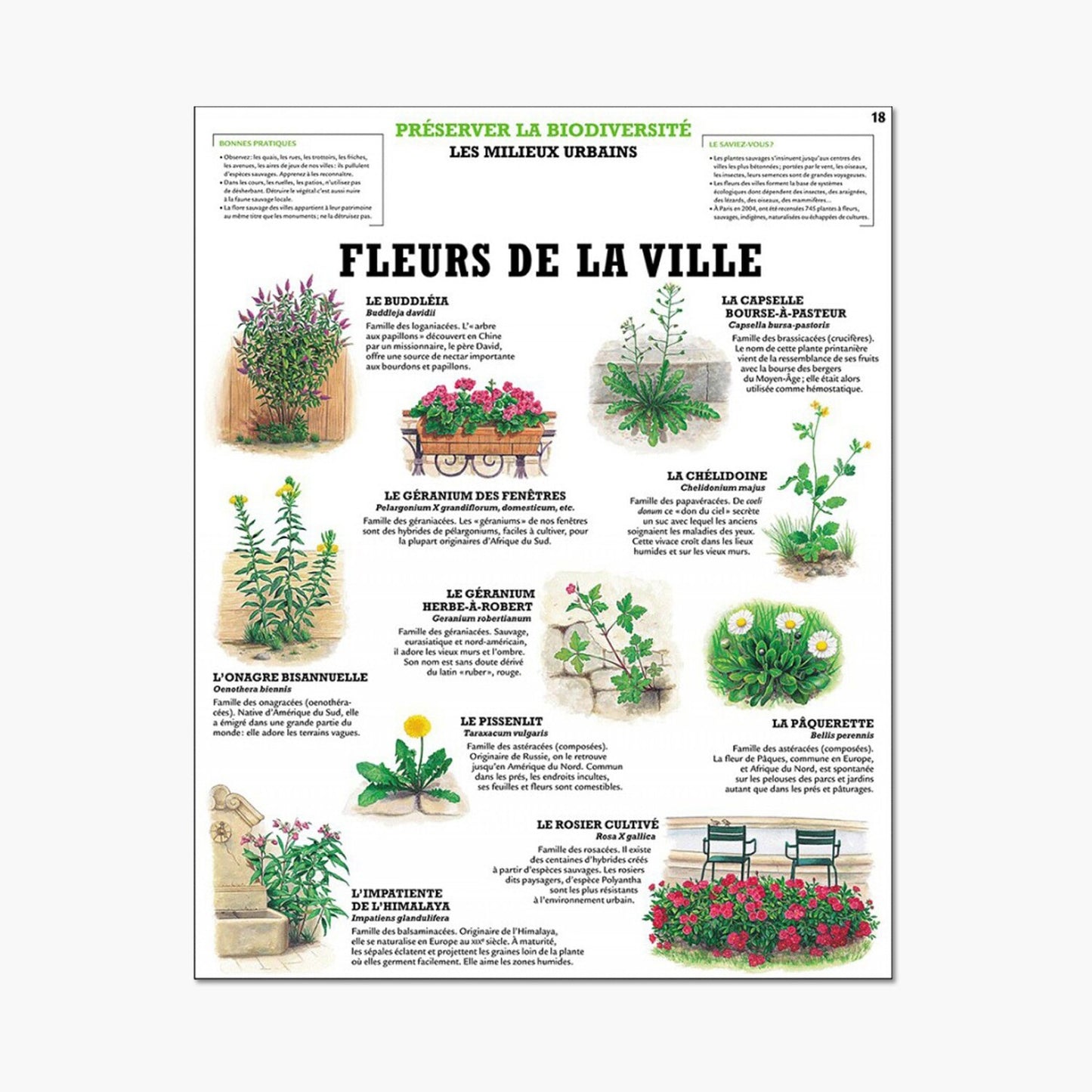 City flowers