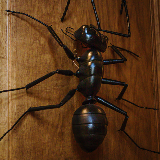 Giant ants