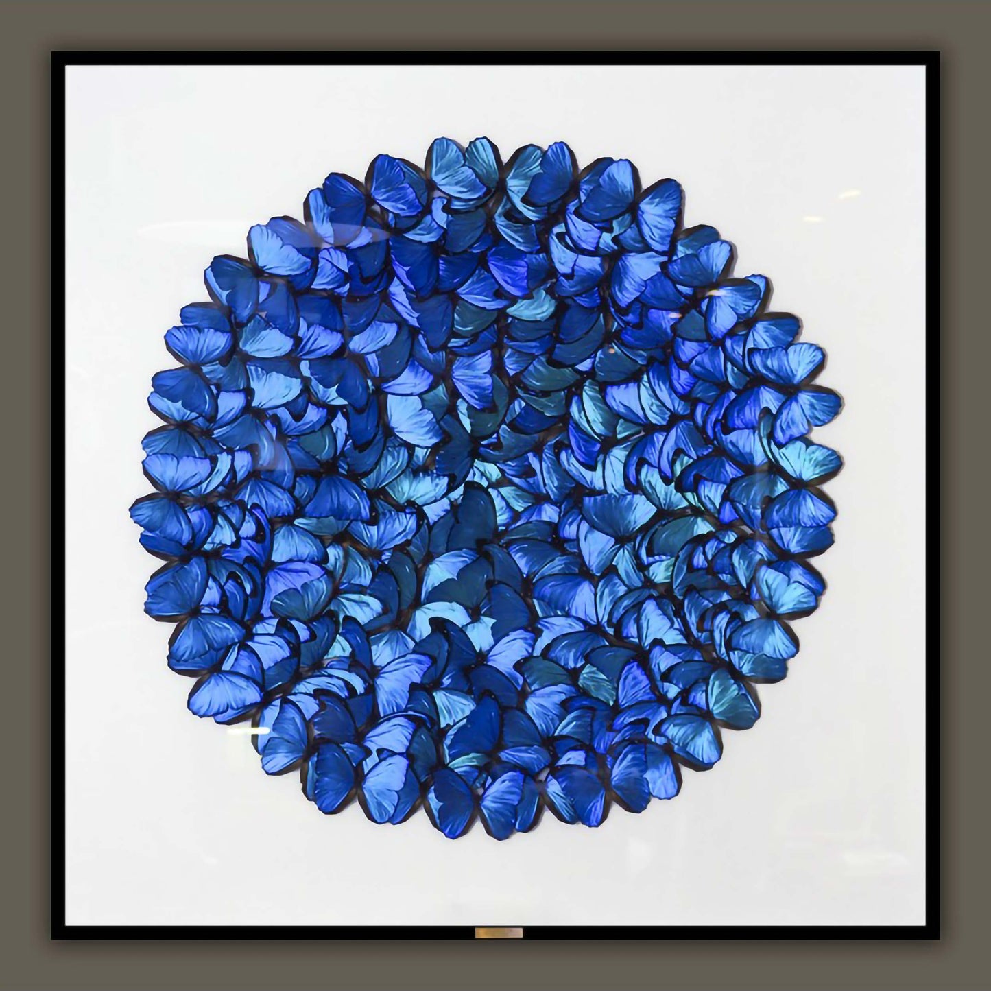 Large composition of morpho menelaus