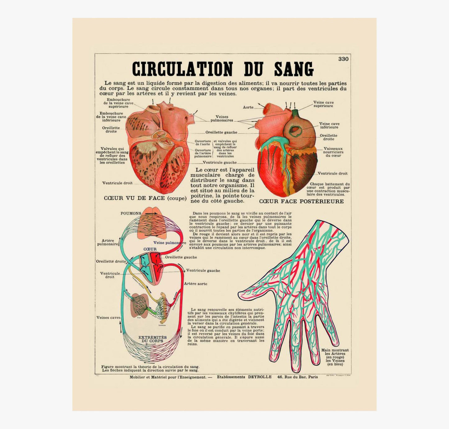 La circulation du sang