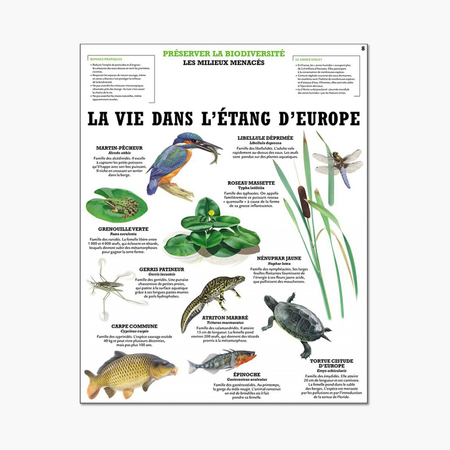 Life in the European pond