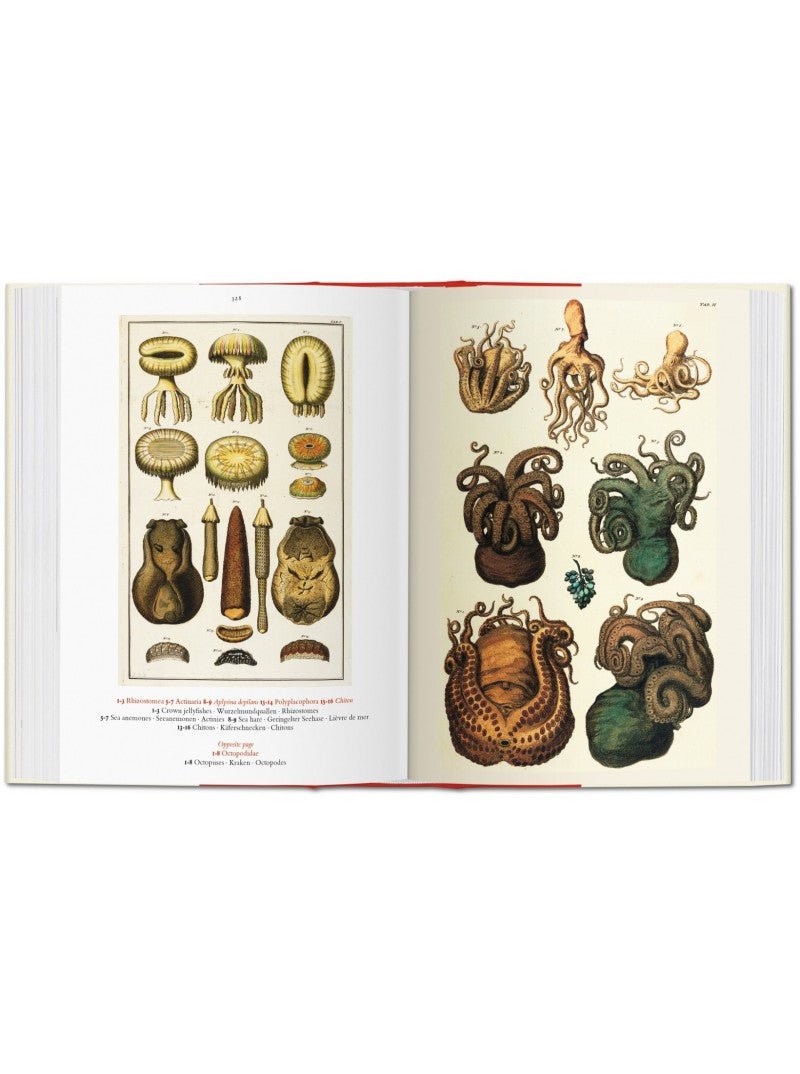 Albertus SEBA : Cabinet of Natural Curiosities