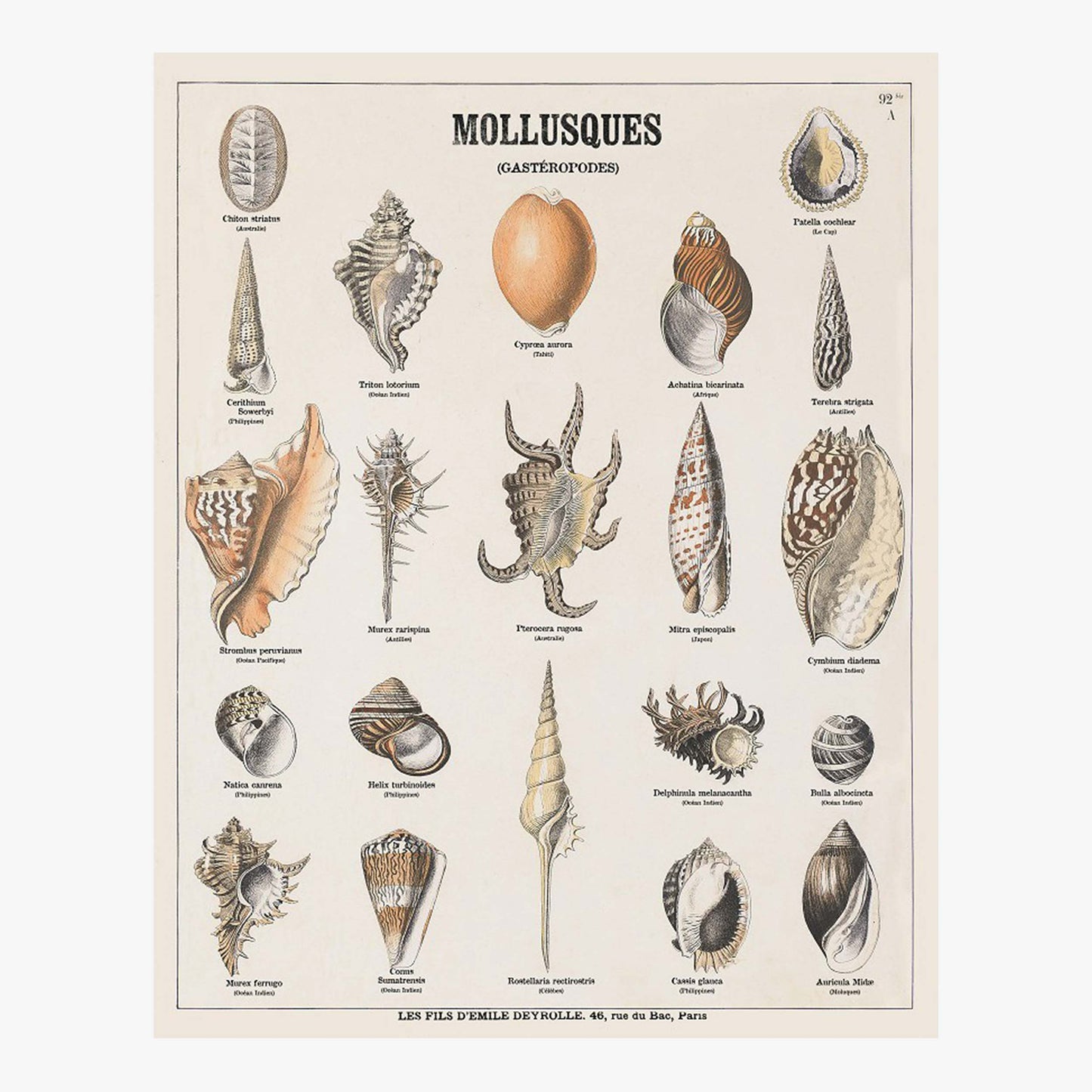 Mollusques (Gastéropodes)