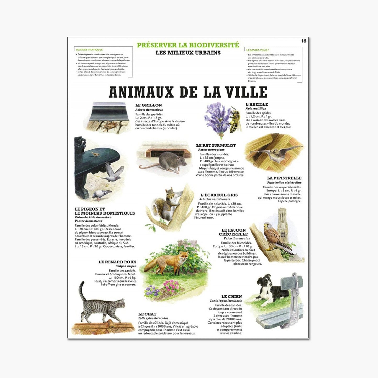 City animals
