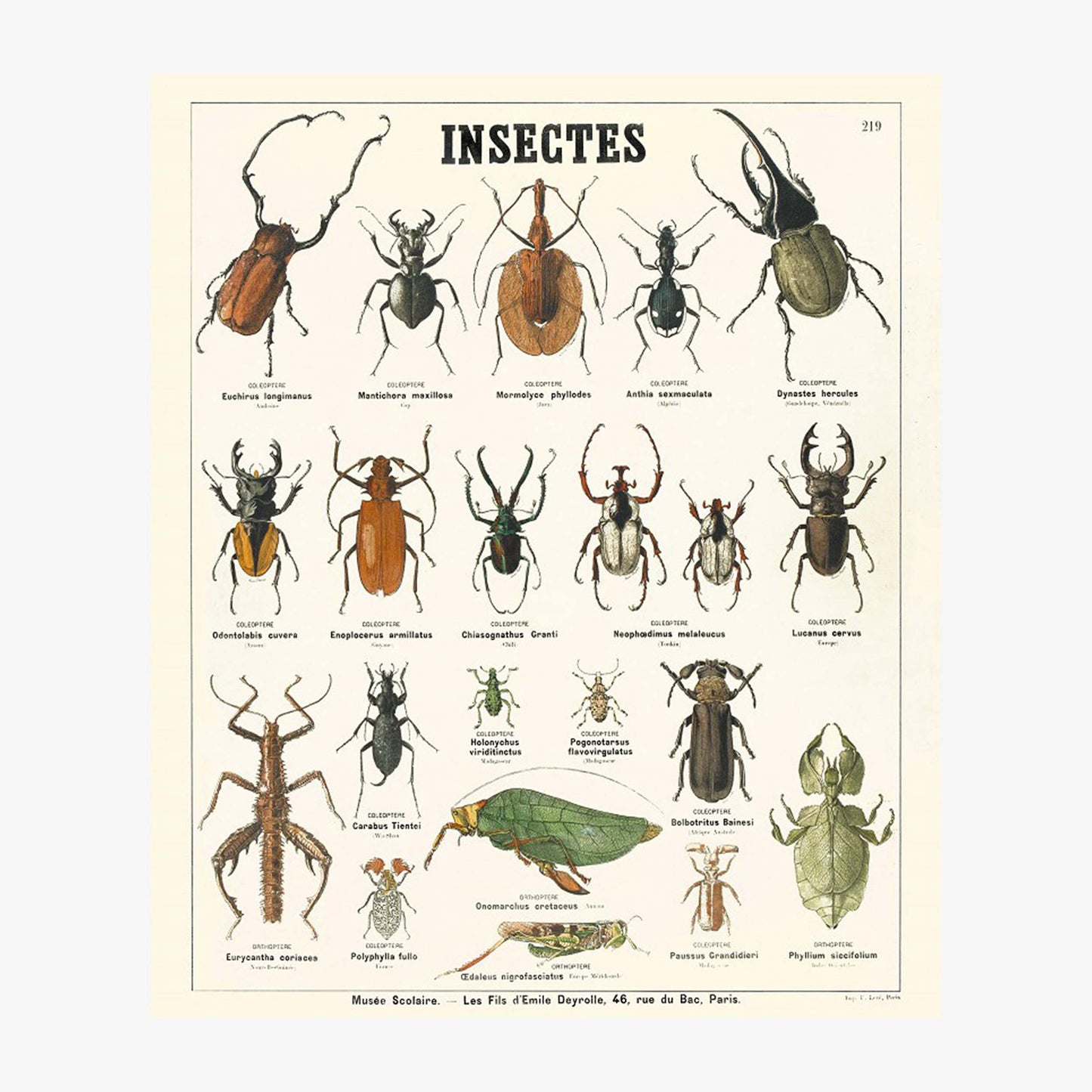 Les insectes