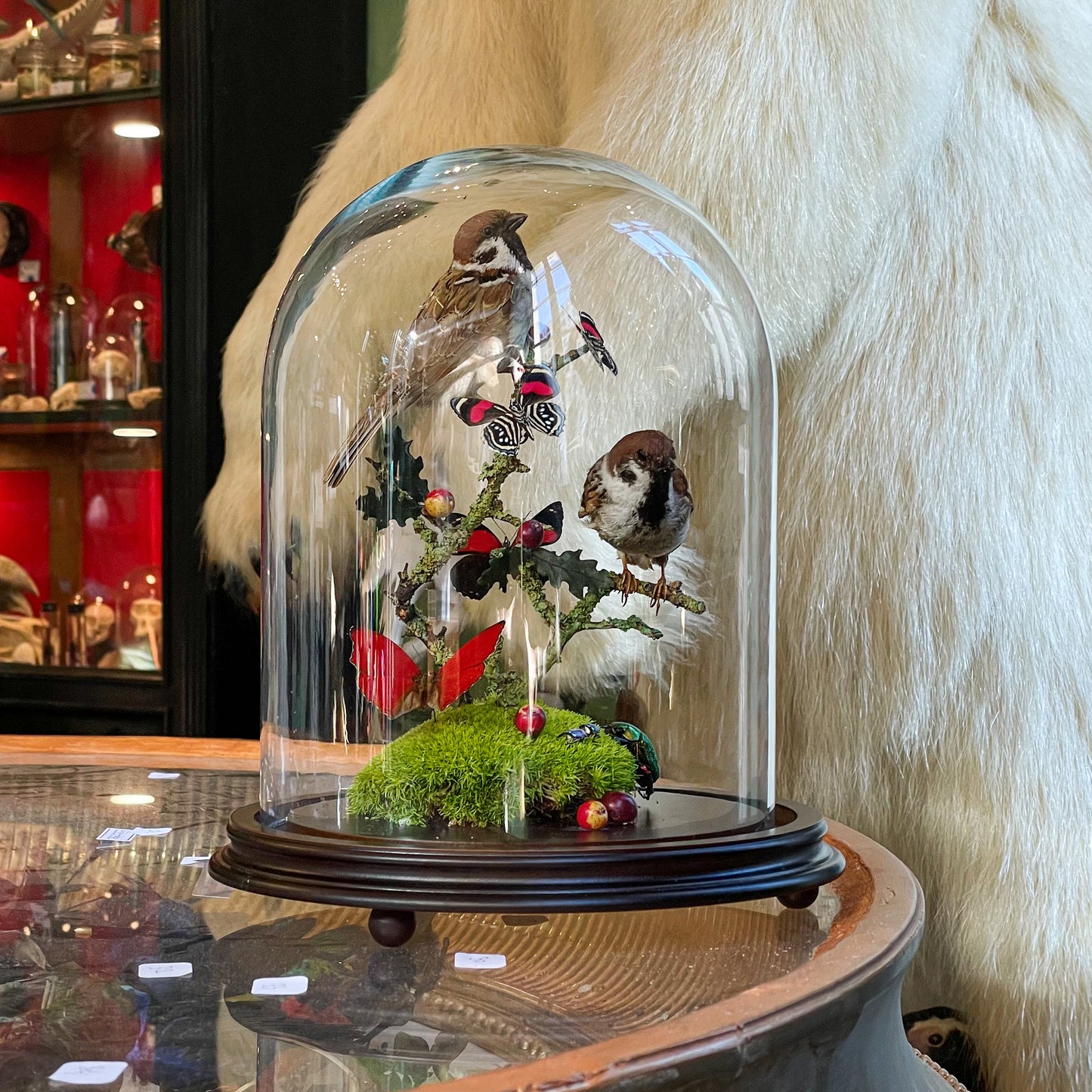 Globe de moineaux friquet