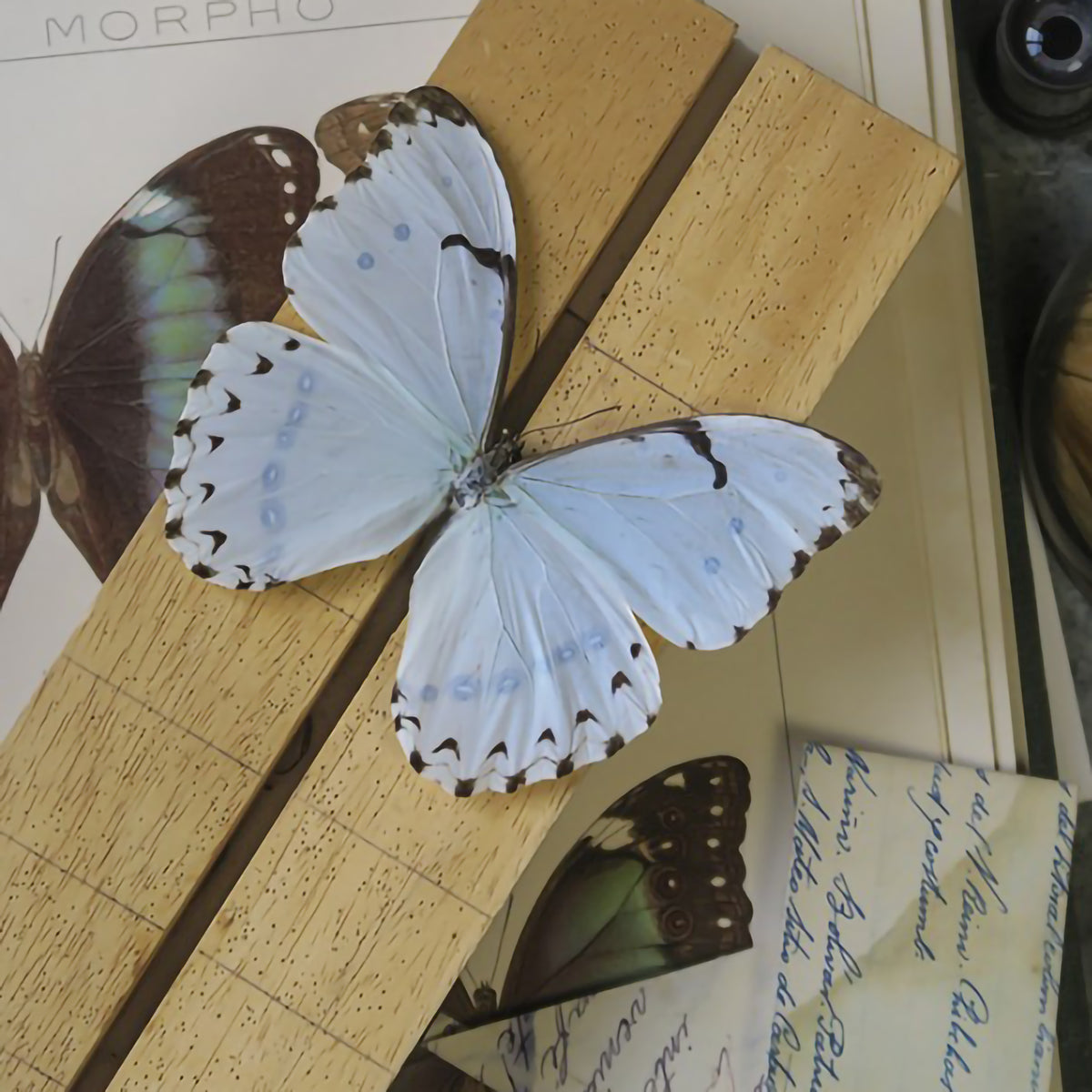 Morpho catenaria
