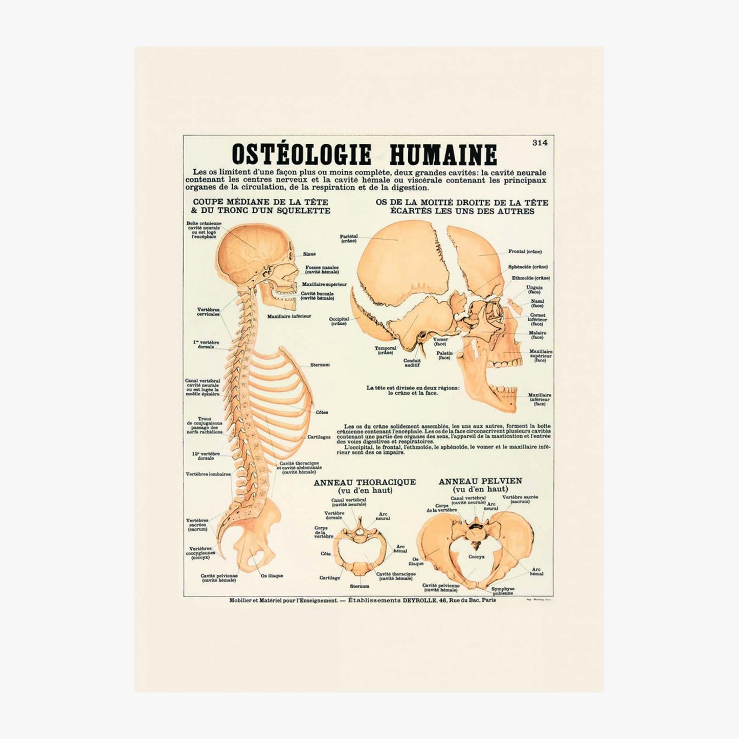 Ostéologie humaine : le crâne