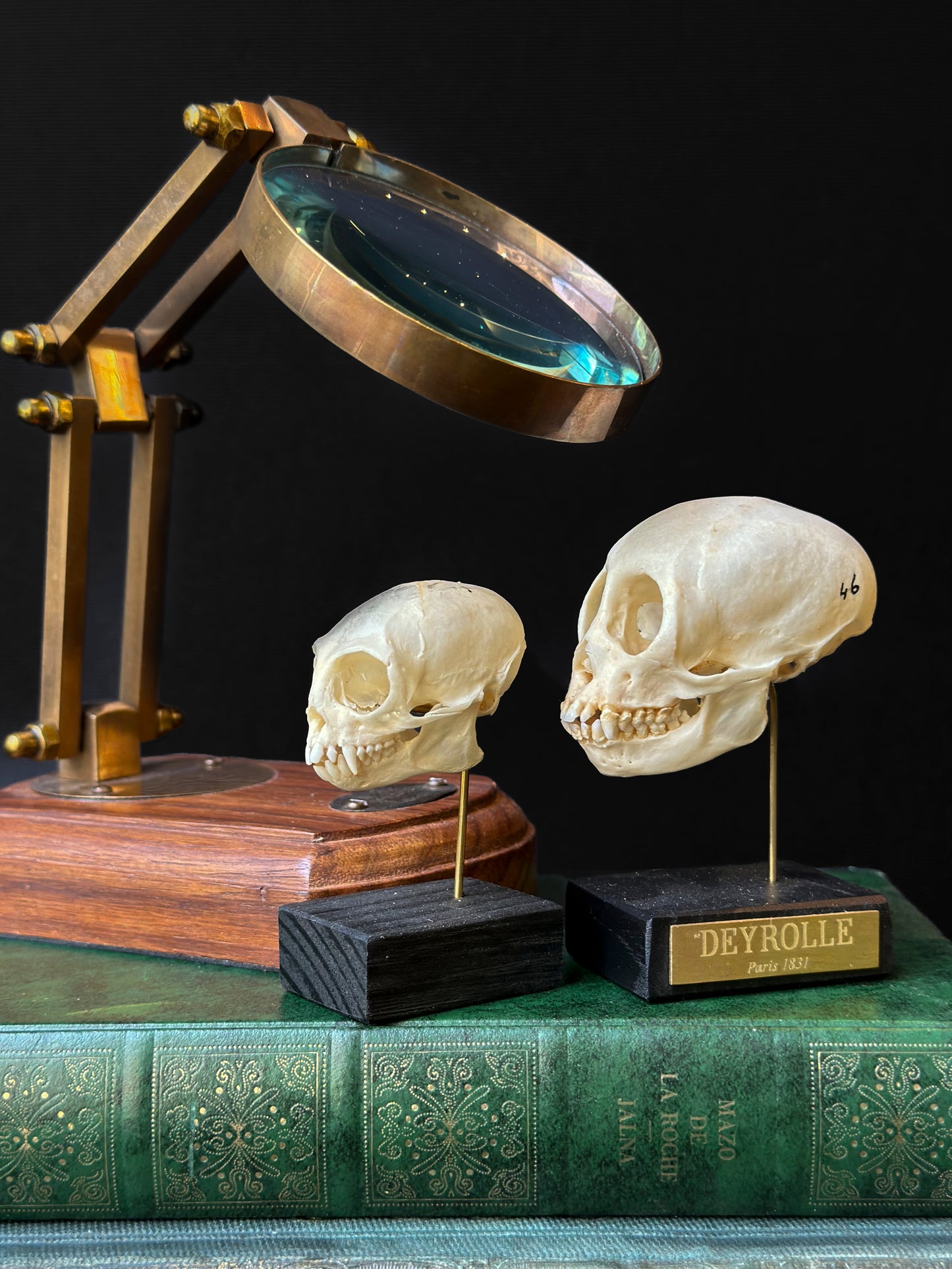 Crâne de Ouistiti commun