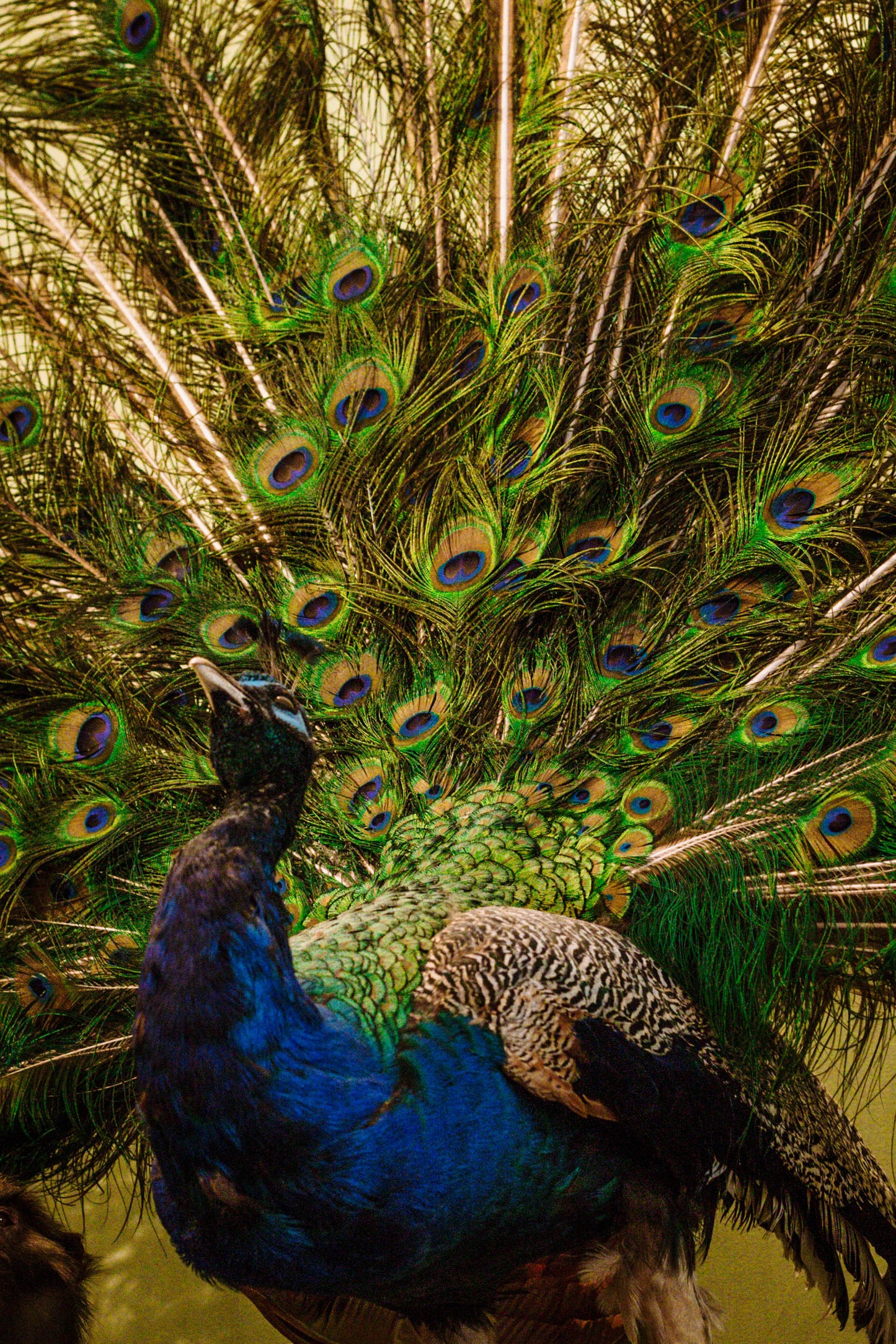 The peacock that cartwheels