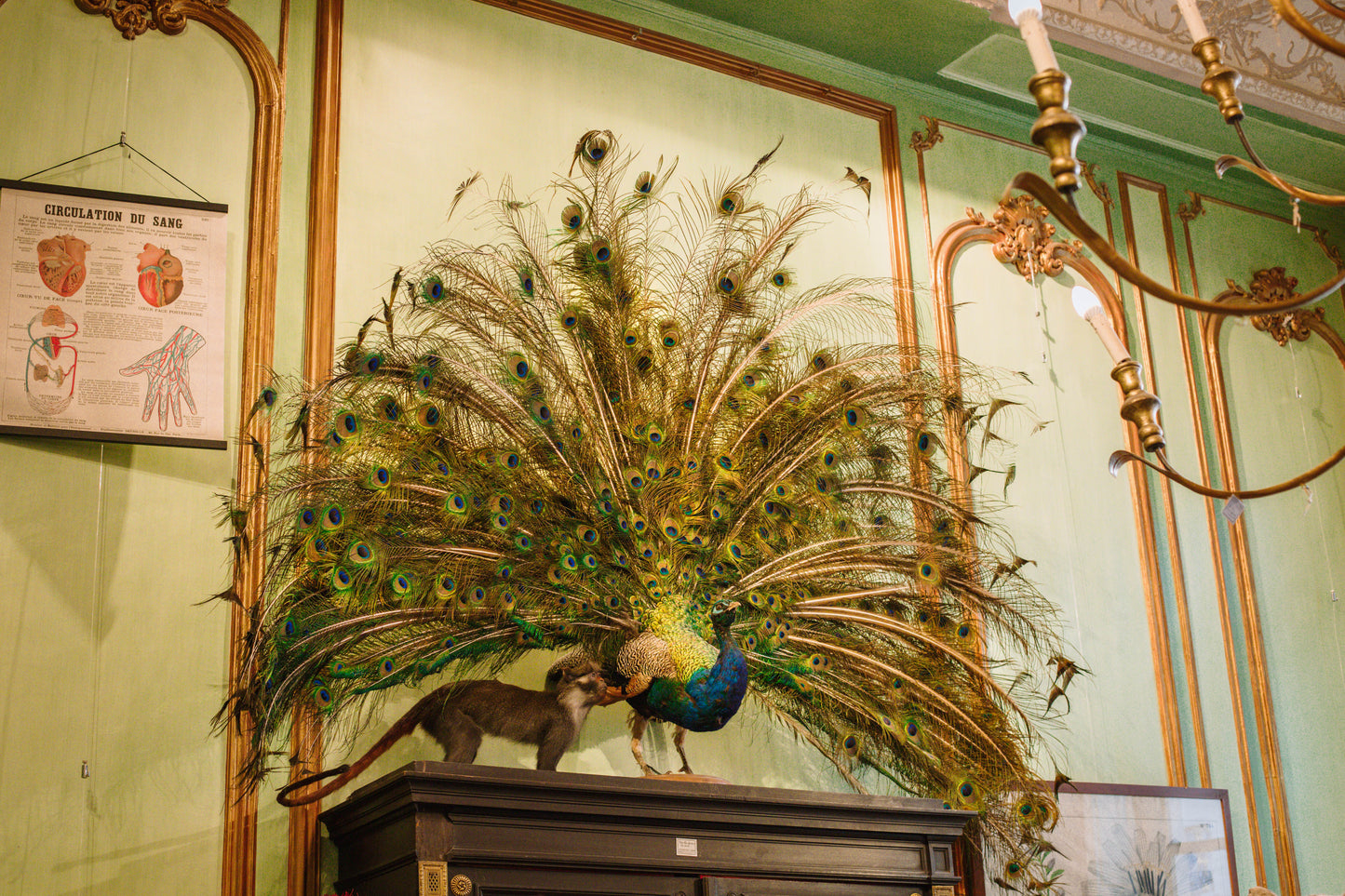 The peacock that cartwheels