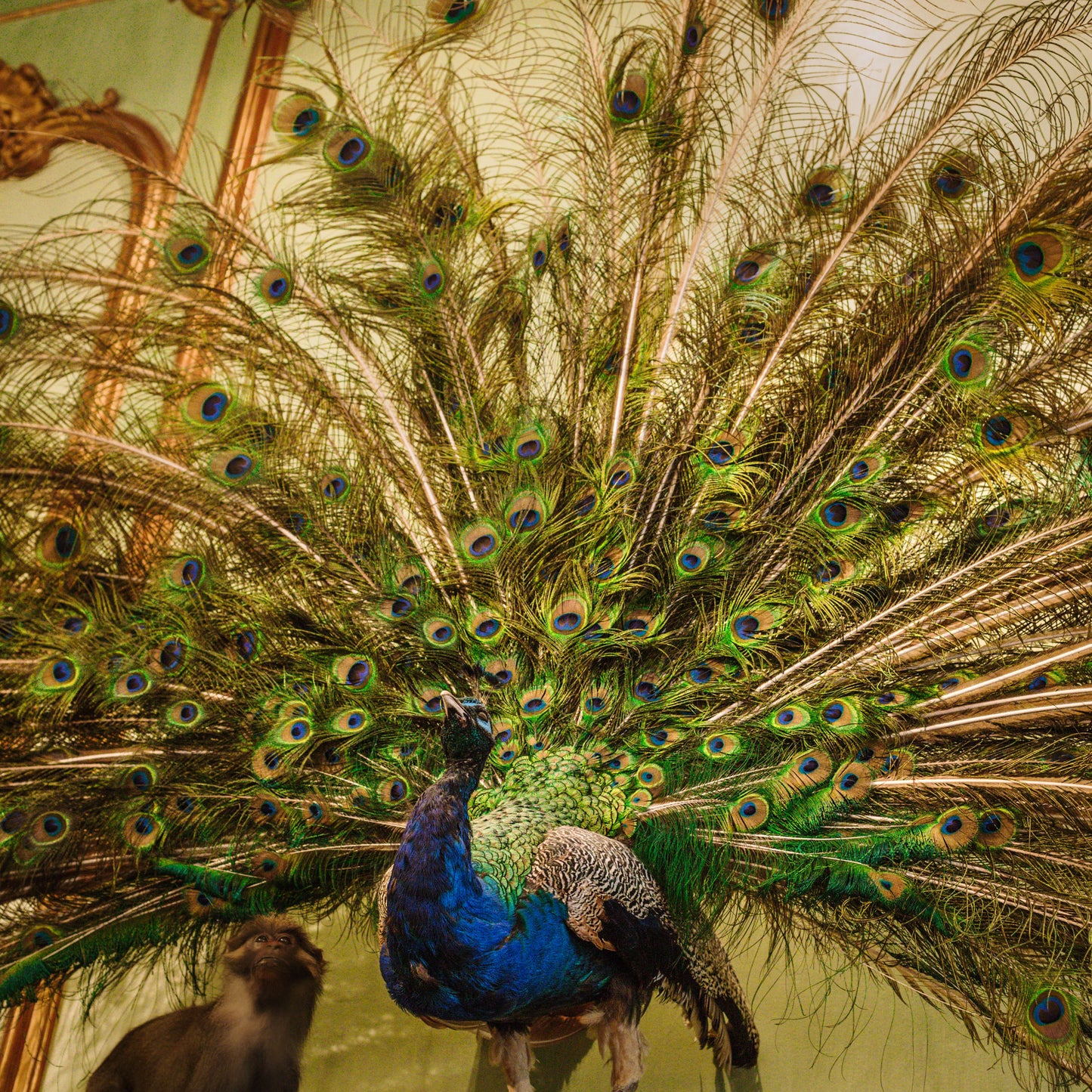 The peacock that cartwheels