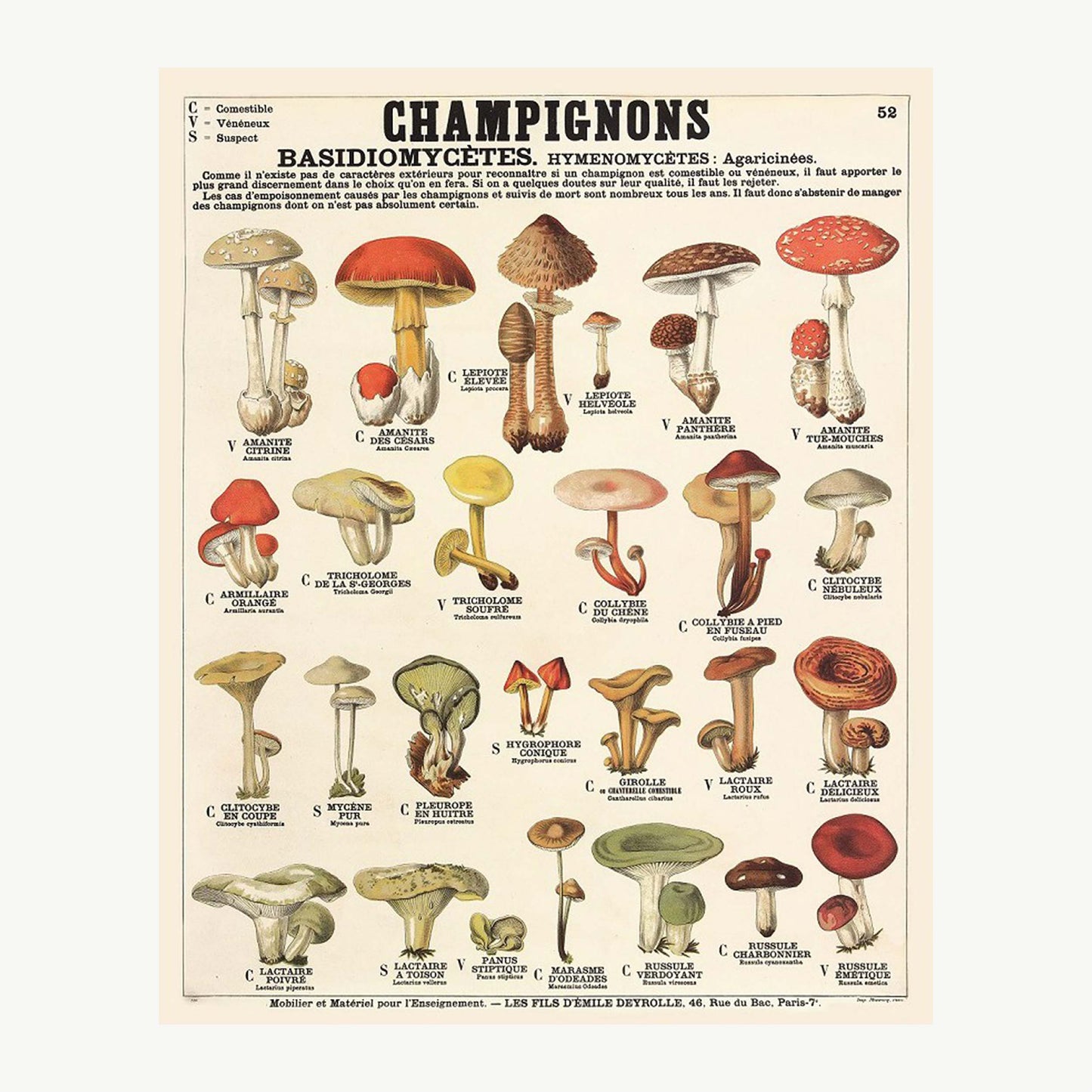 Champignons Planche n°52