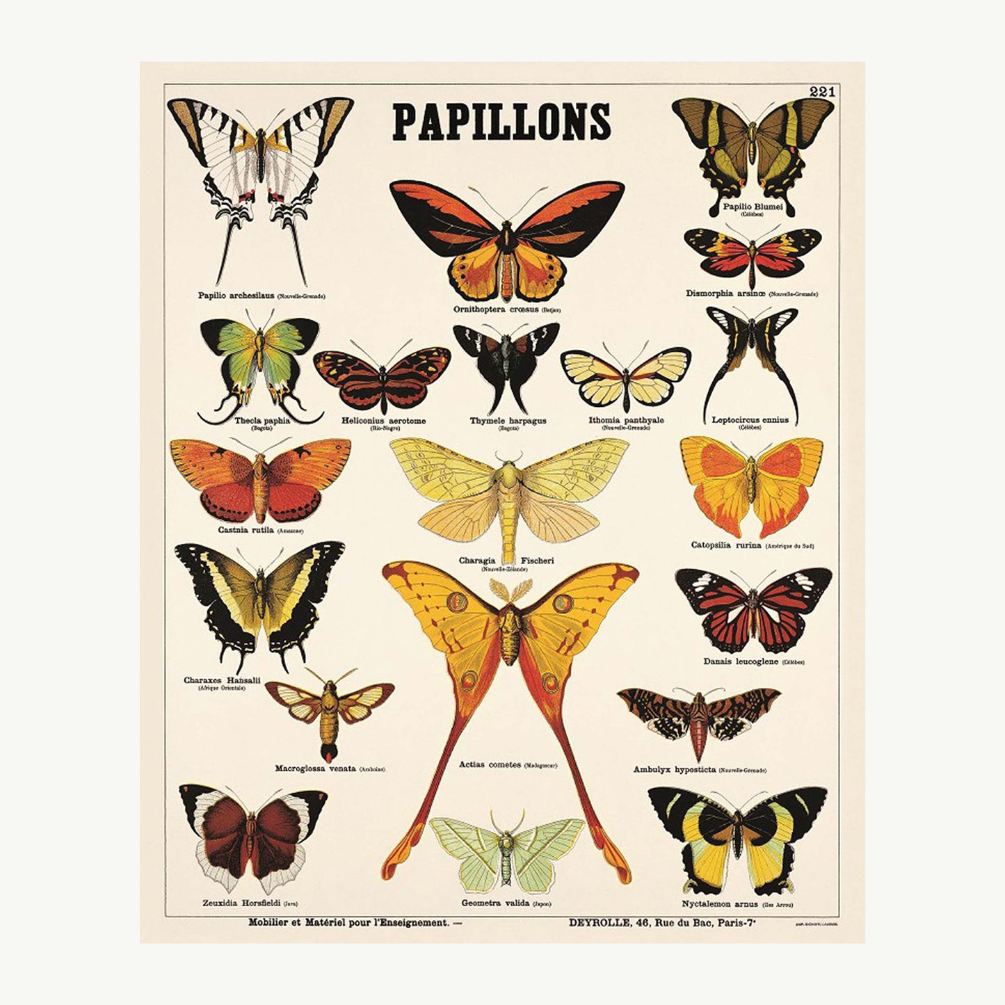 Les papillons