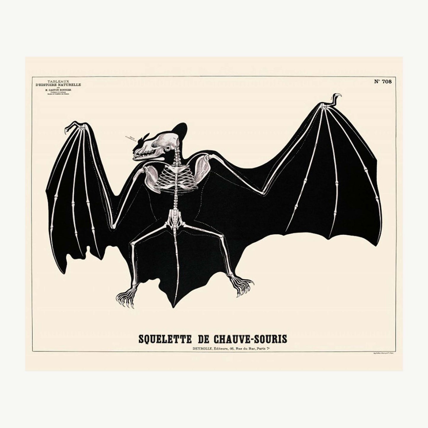 Squelette de chauve-souris