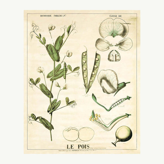 Pea