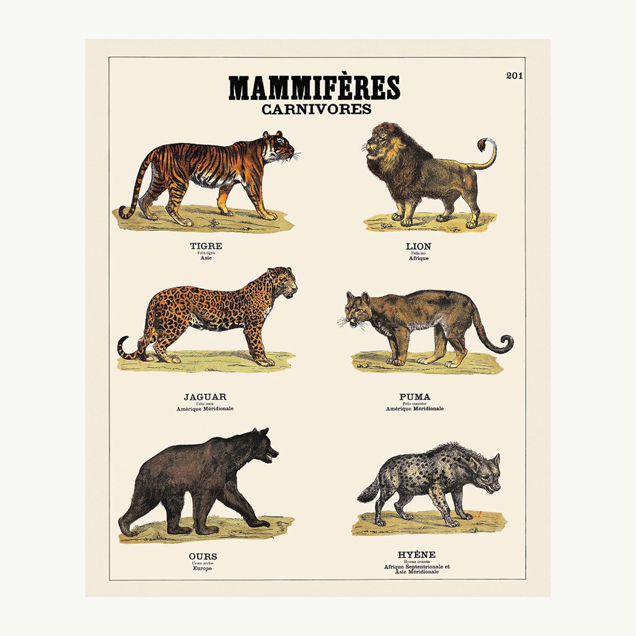 Carnivores – Deyrolle