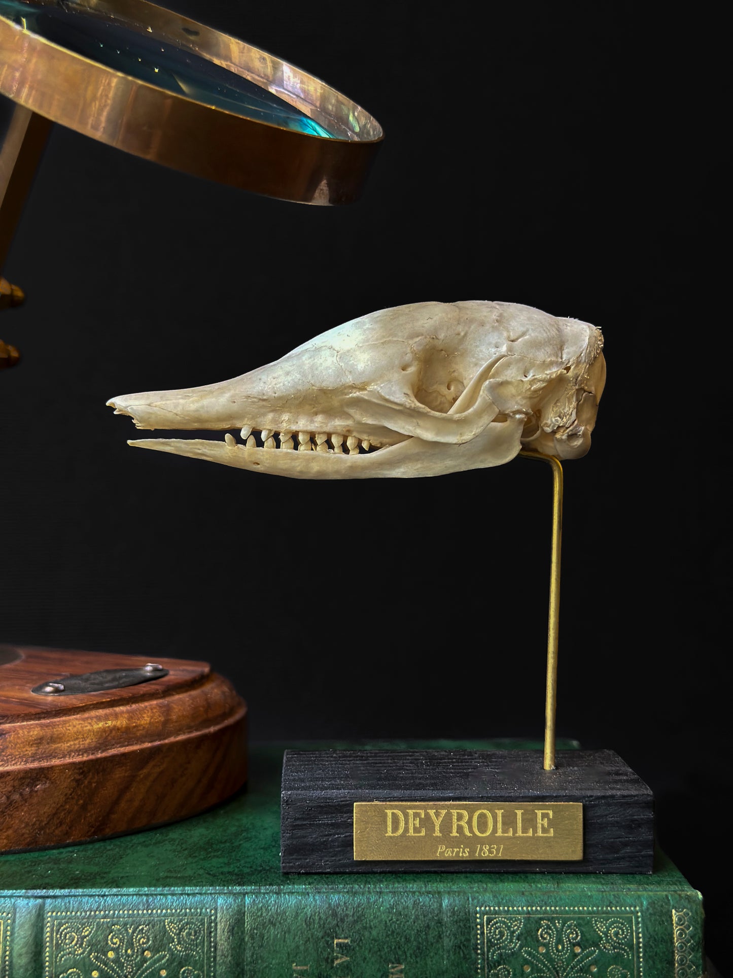 Crâne de tatou à neuf bandes