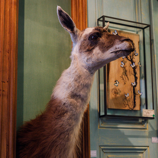 Lama cape head
