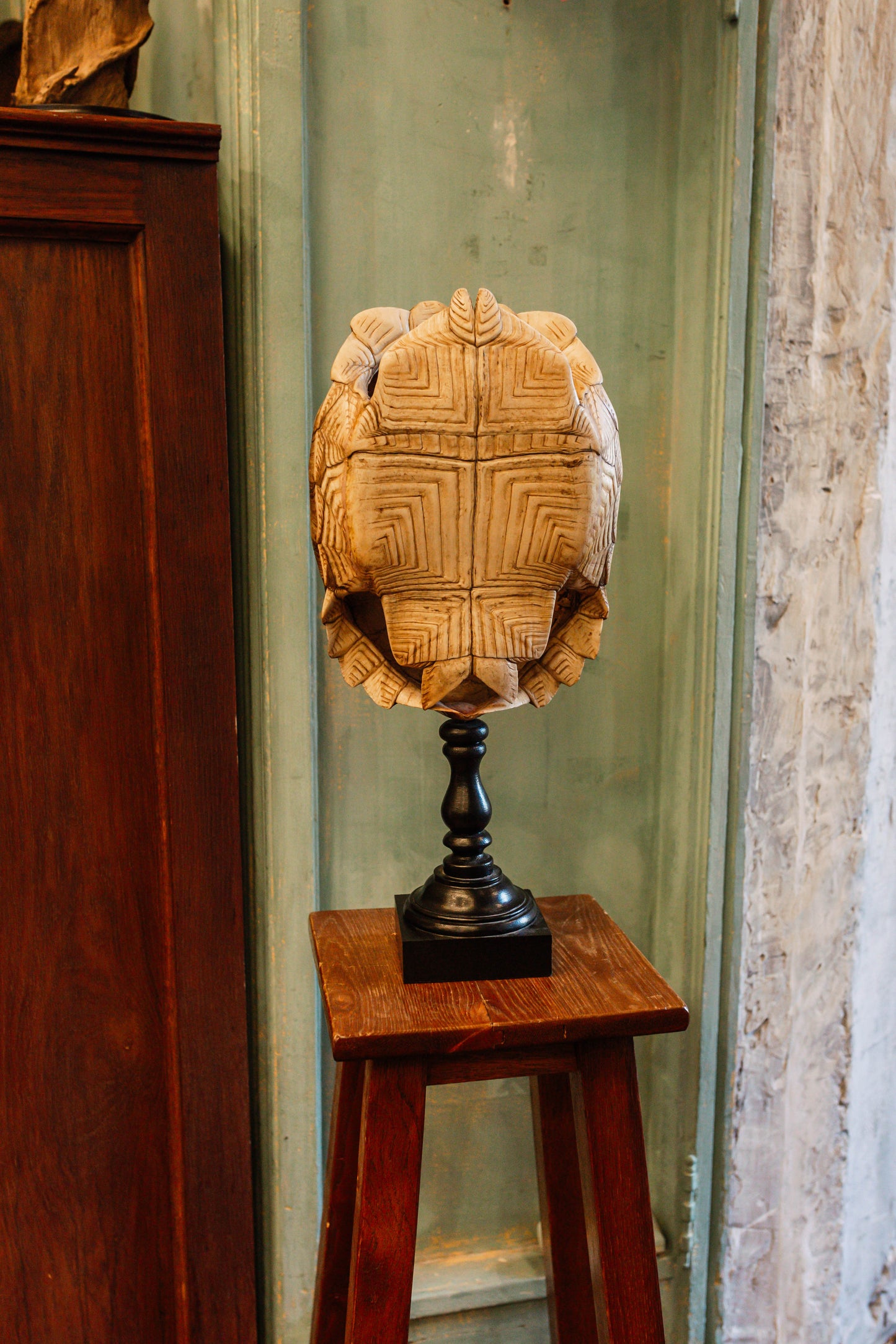 Tortue sillonnée sur socle