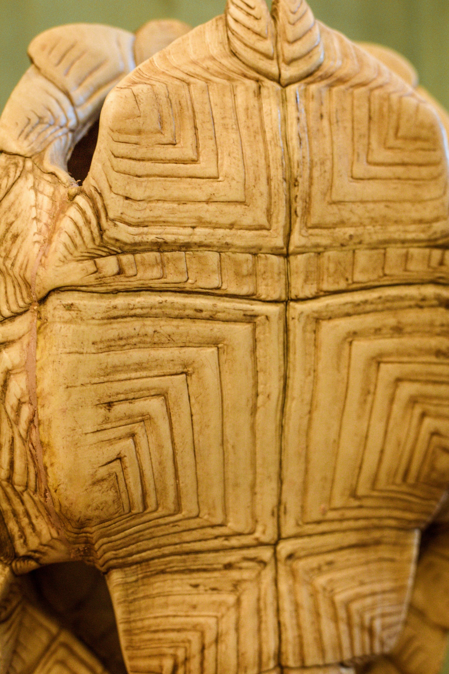 Tortue sillonnée sur socle