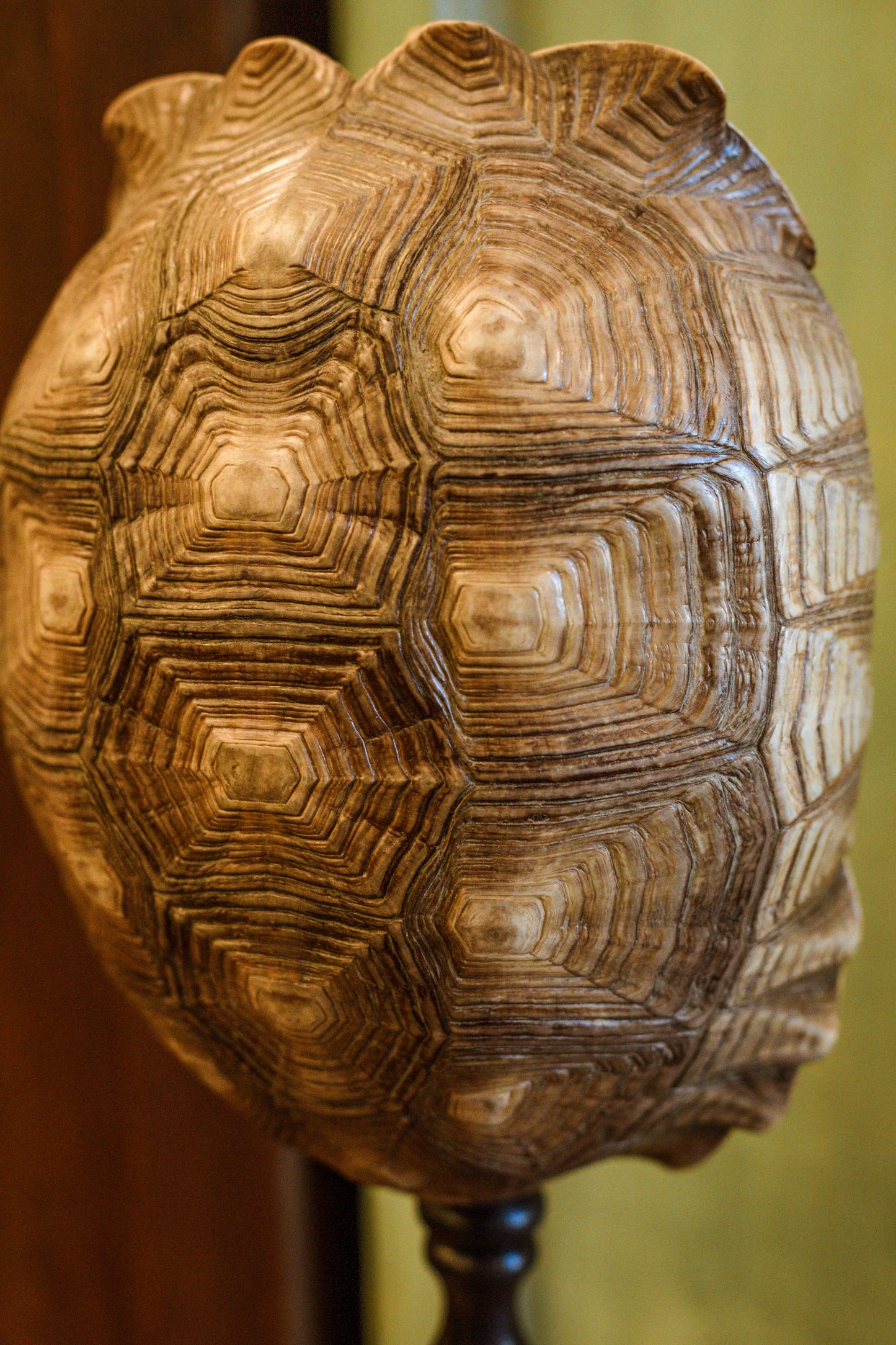 Tortue sillonnée sur socle