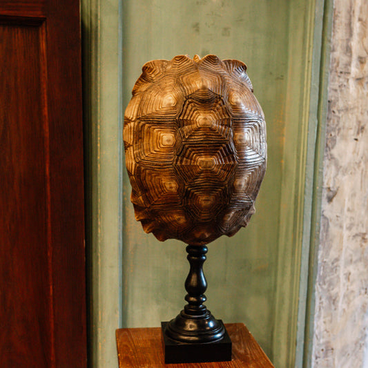 Tortue sillonnée sur socle