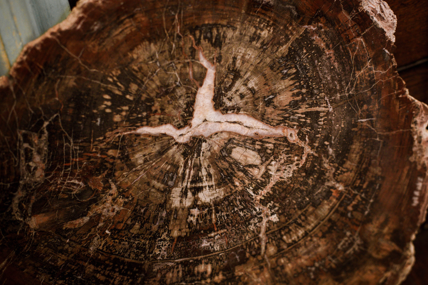 Fossil wood slice