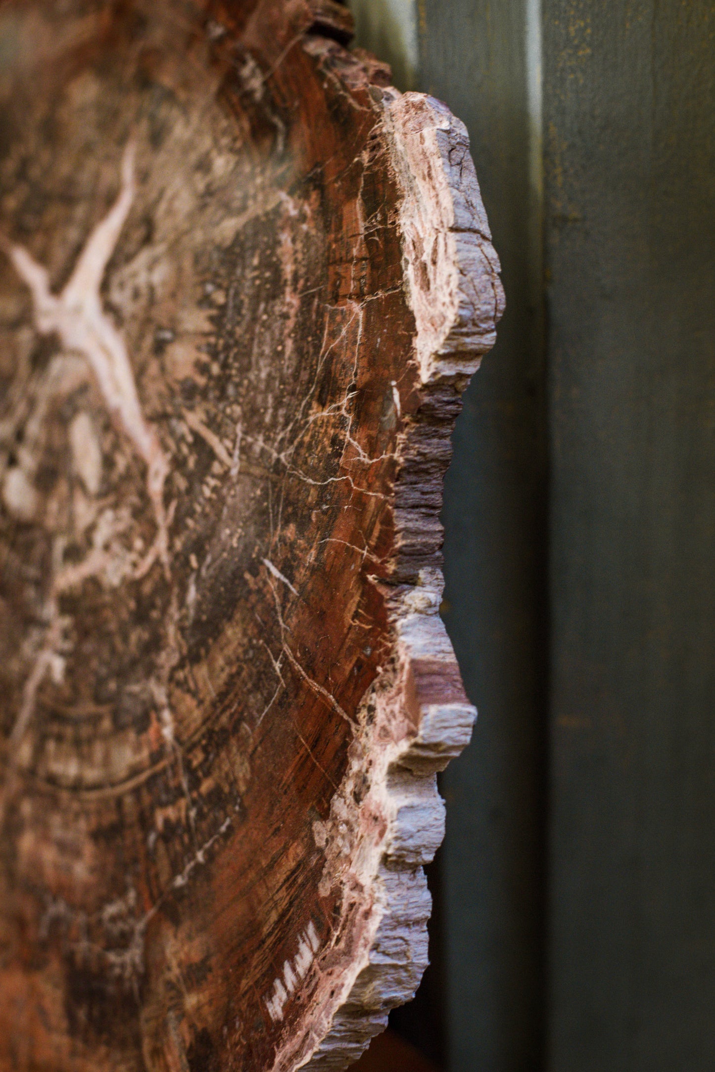 Fossil wood slice
