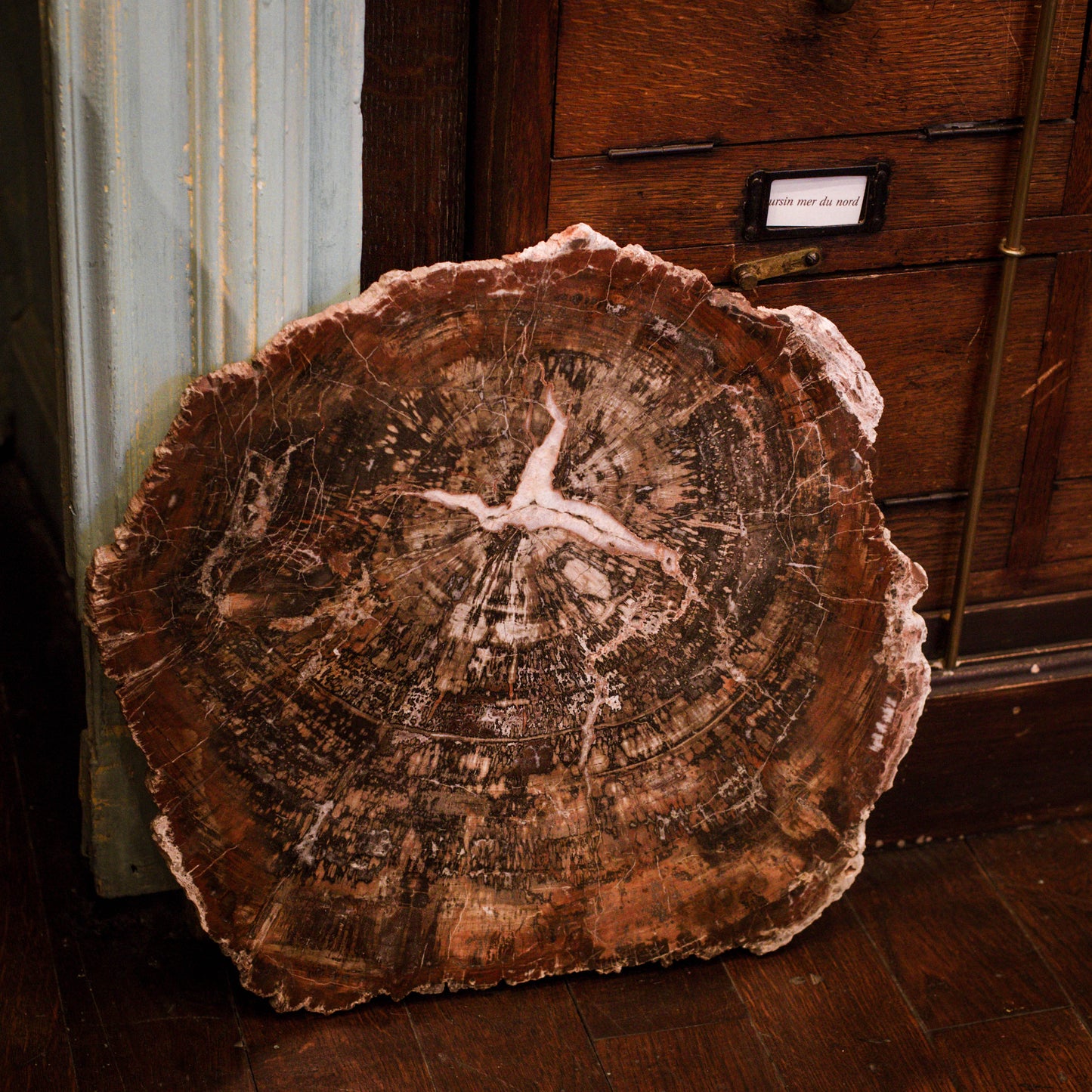 Fossil wood slice
