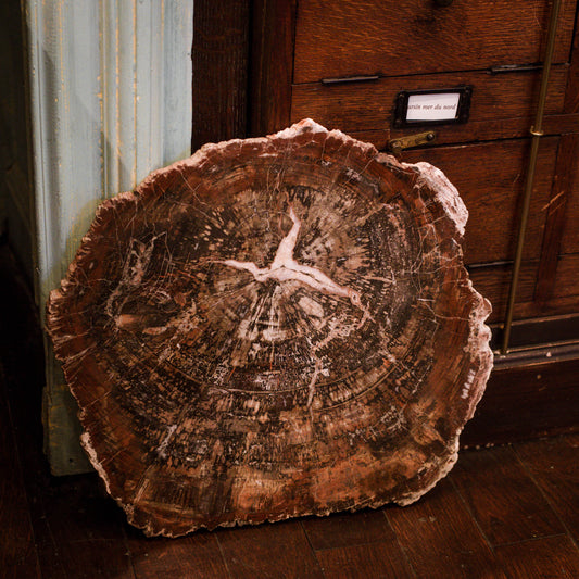 Fossil wood slice
