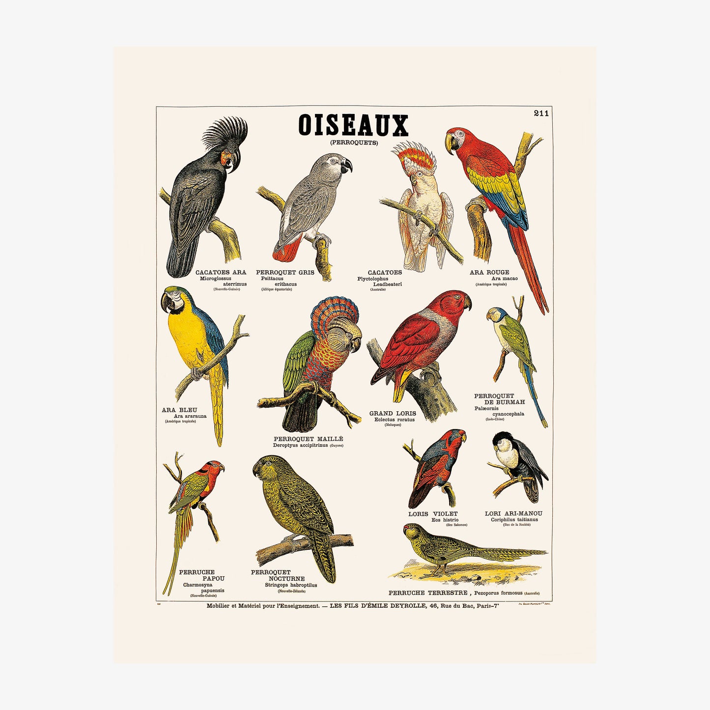Oiseaux